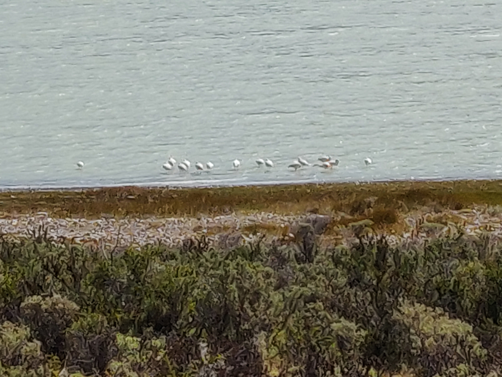 Pixelated flamingos near the shores of a lake