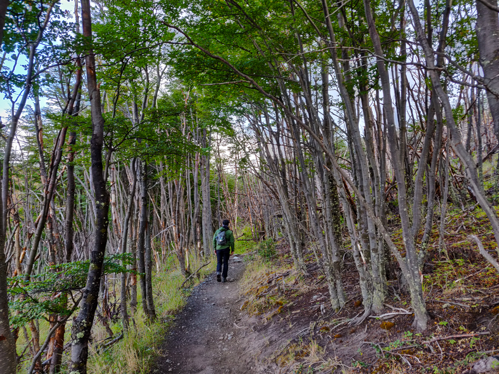 Lightly forested trail leading away from Laguna Los Patos