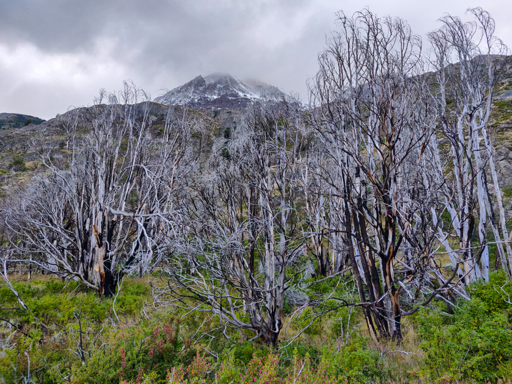 Dead tree skeletons