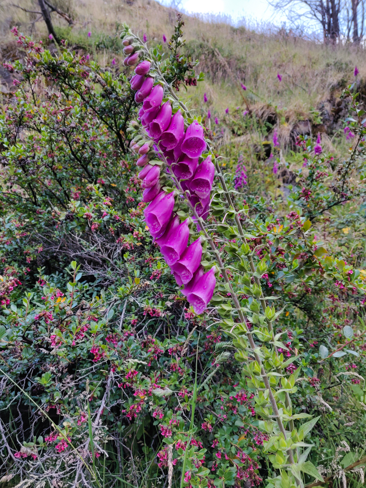 Pretty pink flowers along the way