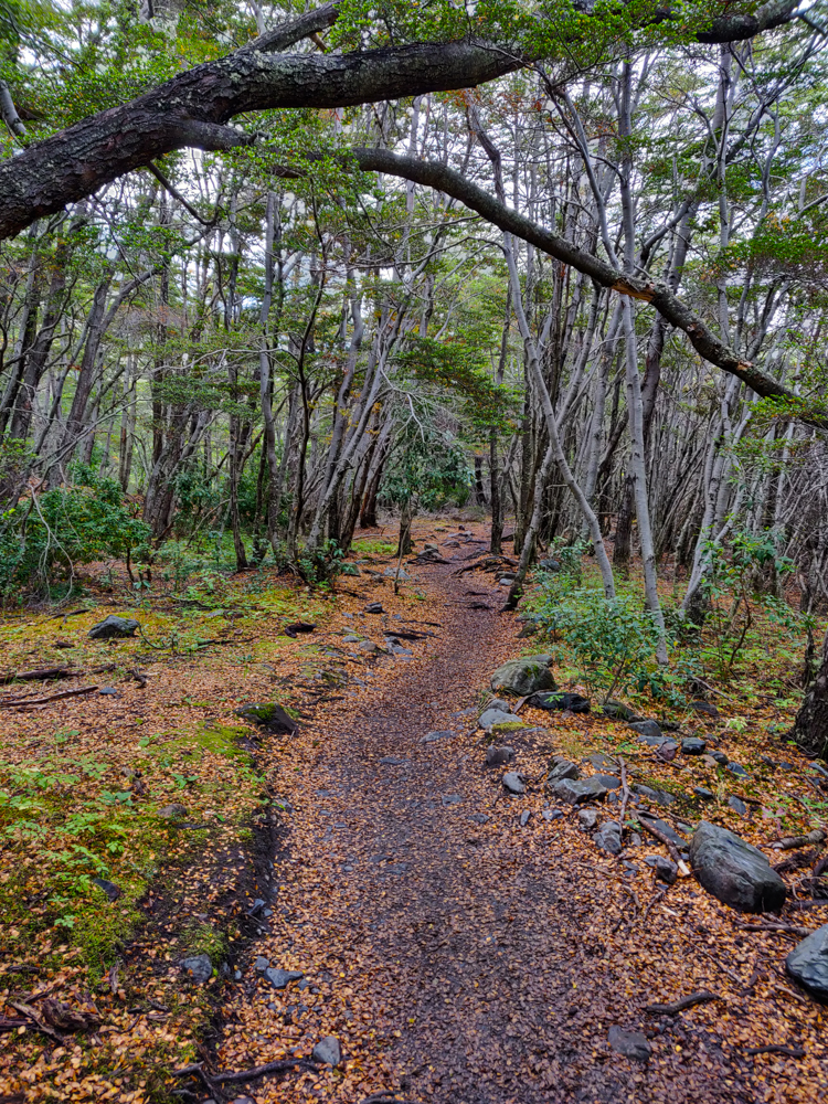 Forest view with yellow and orange leaves on the ground