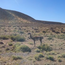 A guanaco that we passed on the way to the park