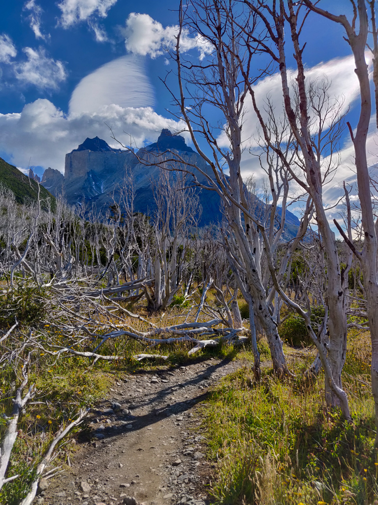 The remains of burned trees