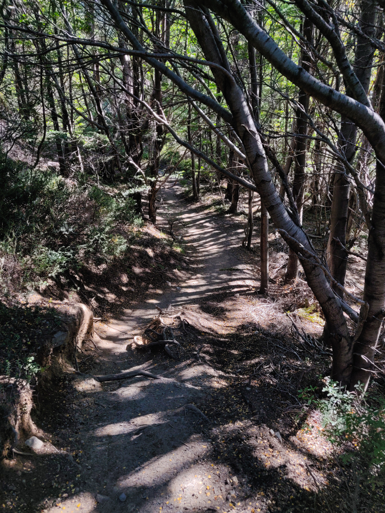 Forested hiking path