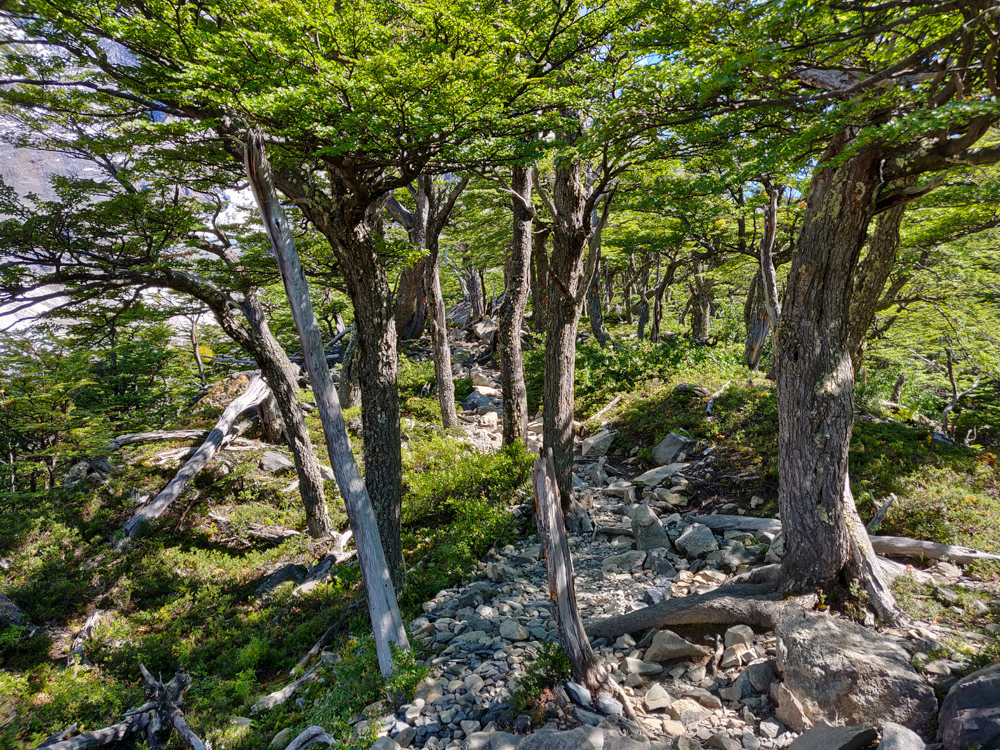 Trees along the trail