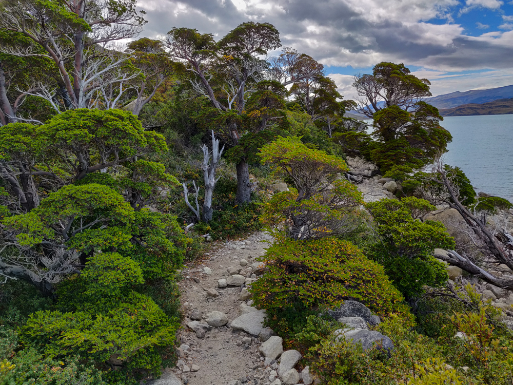 The rocky trail with some low plants