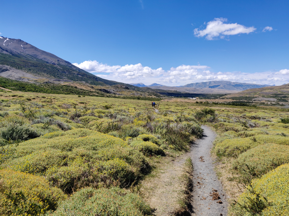 The trail running through a field of weird, low bushes