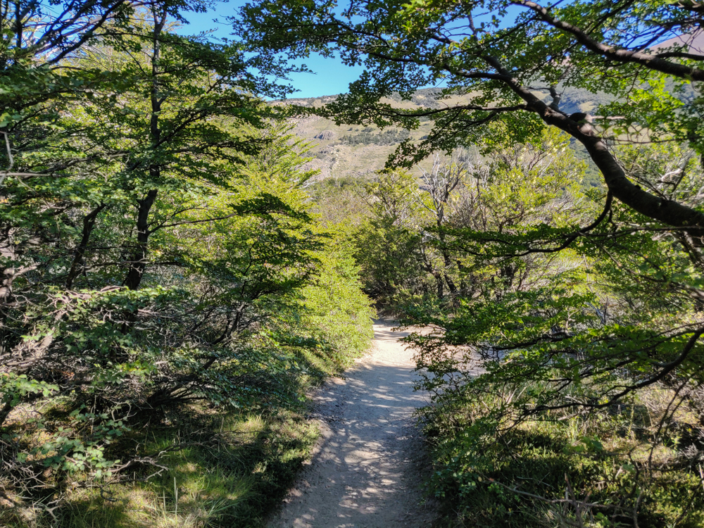 Tree-shaded trail