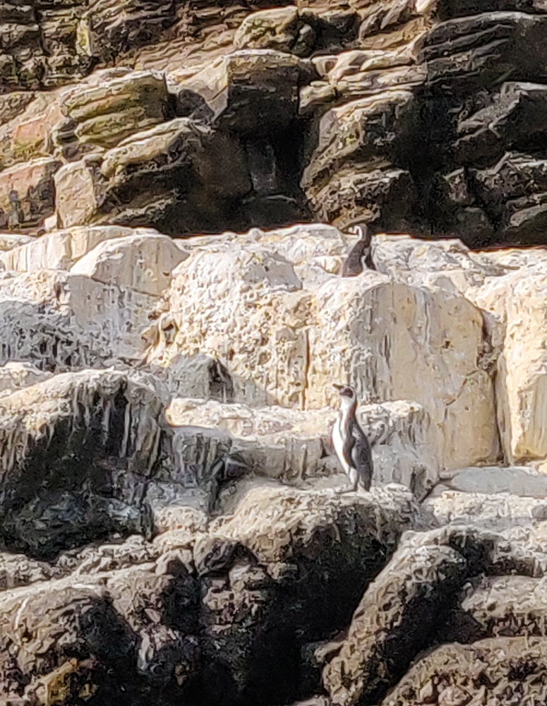 Penguins on bird poop-covered rocks