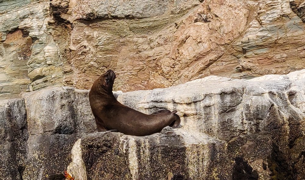 Sea lion lounging on the rocks