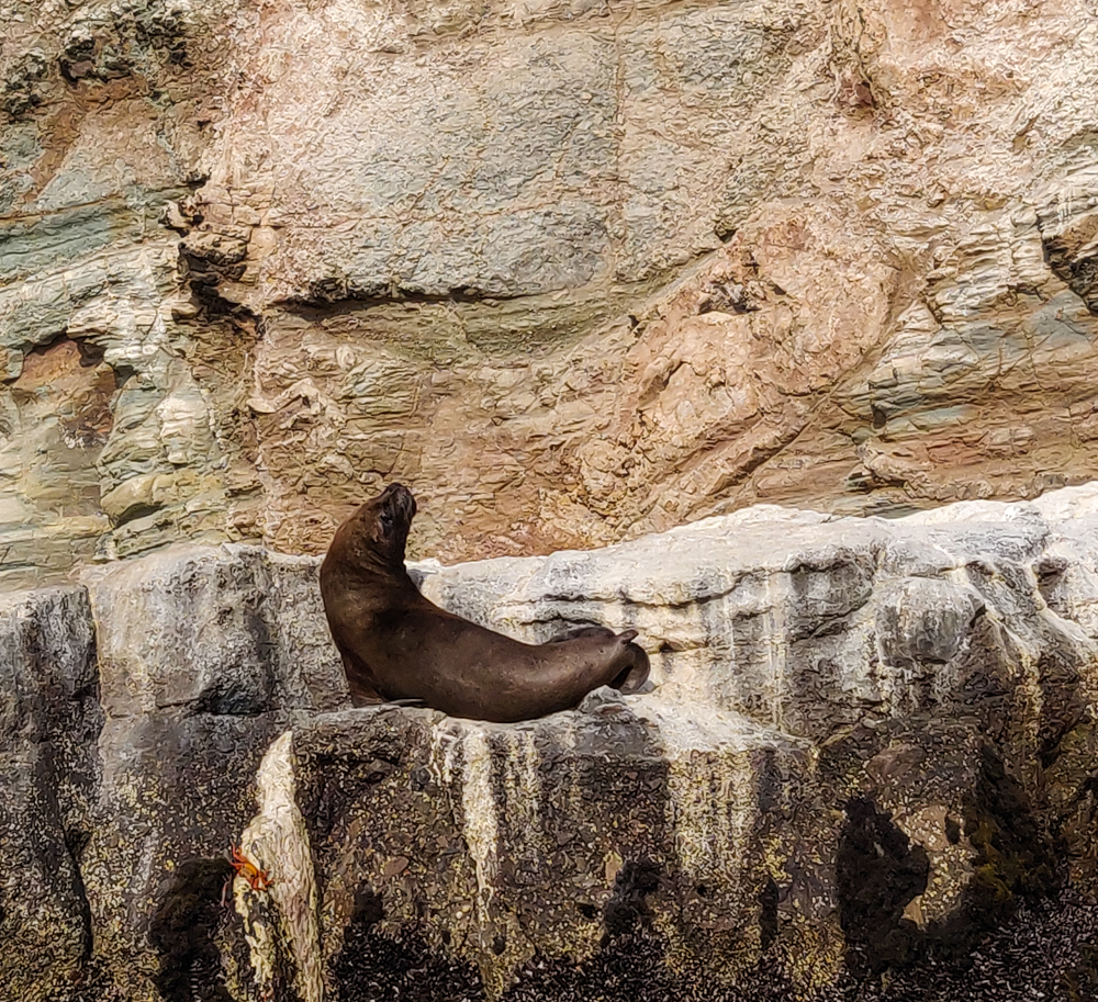 Sea lion lounging on the rocks