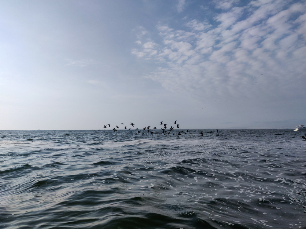 A flock of birds flying out across the water