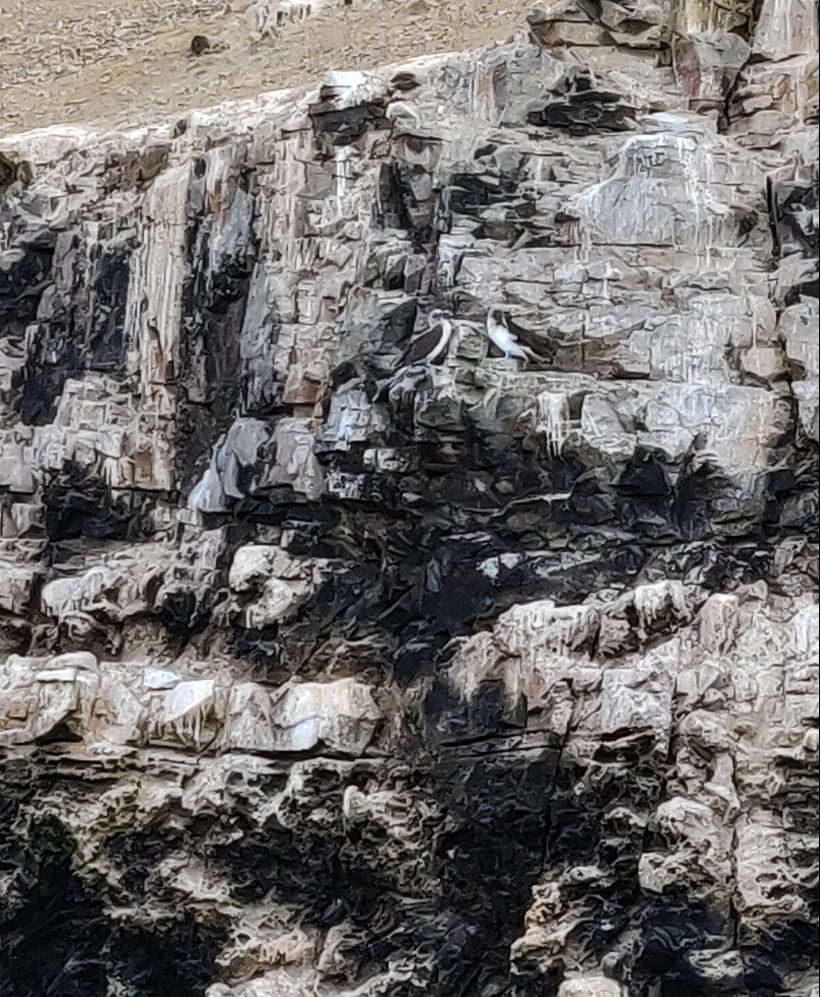 Blue-footed boobies standing on the rocks