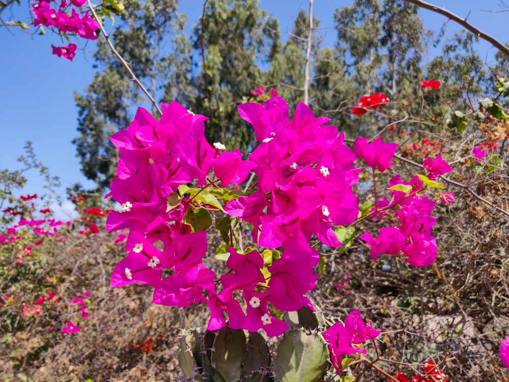 Pretty pink flowers