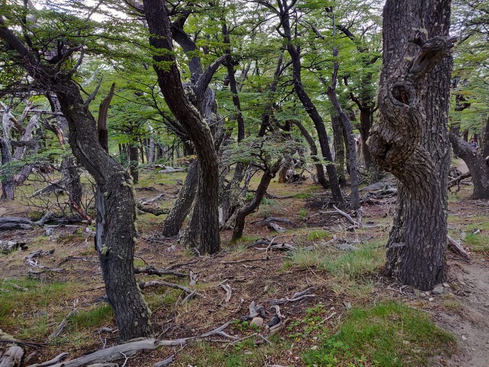 Gnarled forest along the way