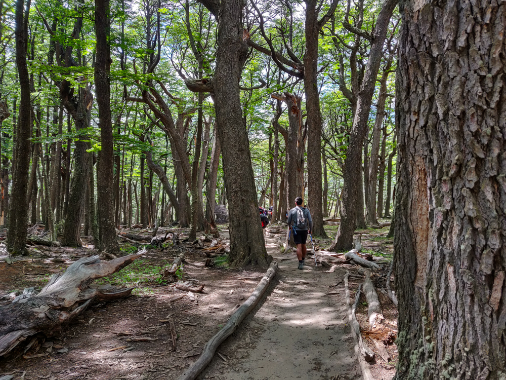 Trail through the forest