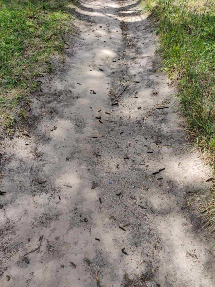 Trail littered with caterpillars