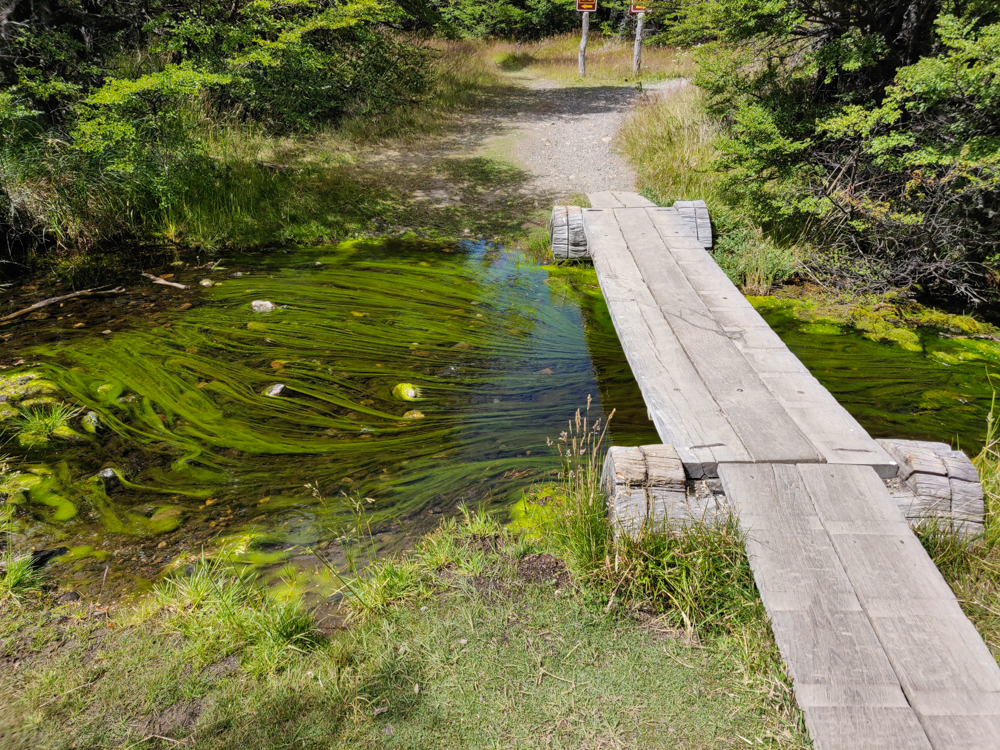 Streaks of algae in the river