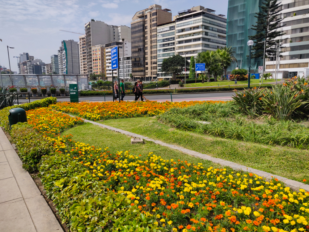 Yellow and orange flowers