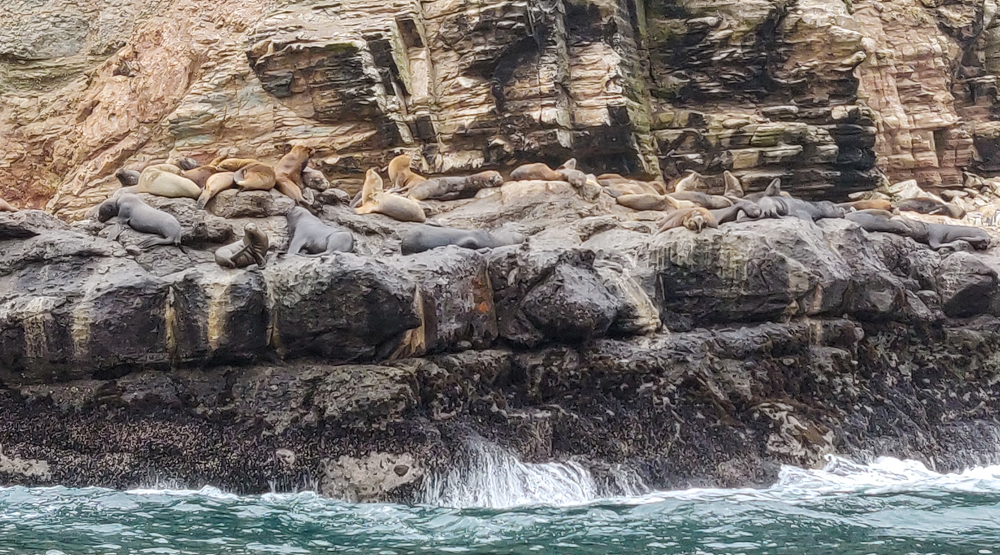 Sea lions flopped on the rocks