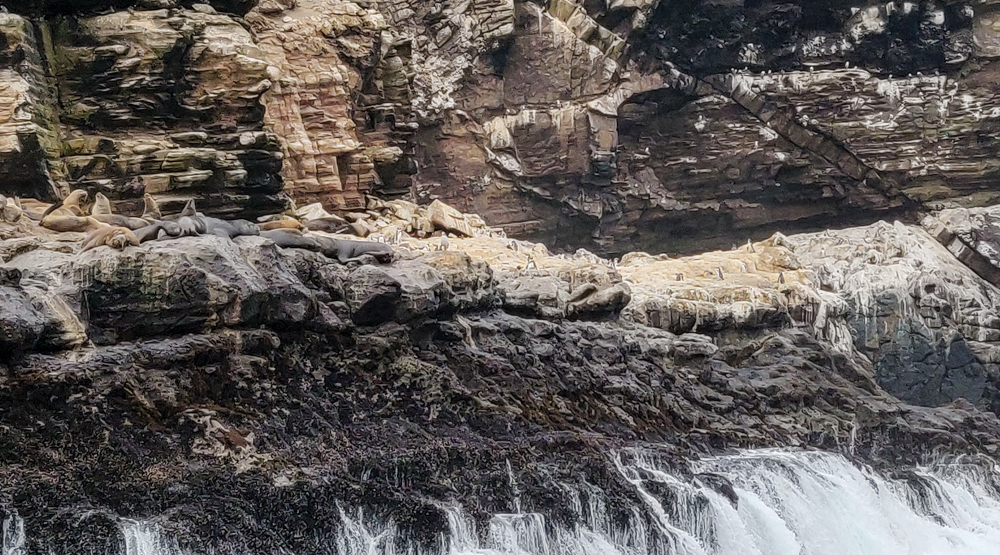 Penguins on the rocks by the ocean