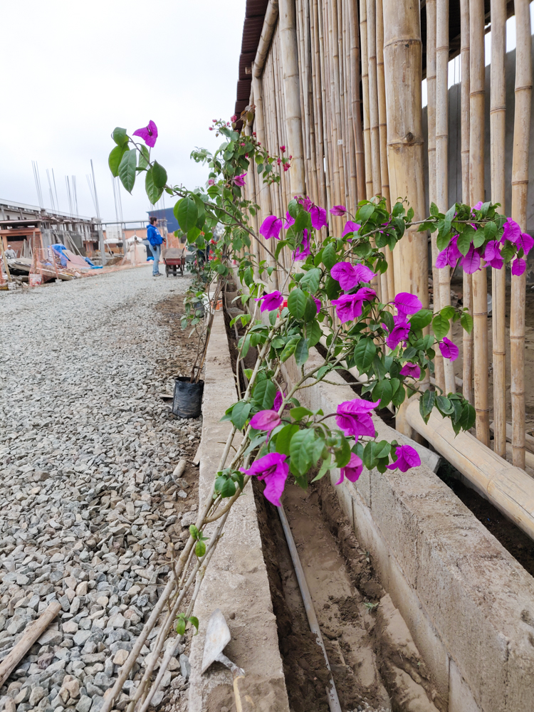 The flowery plants that we put in