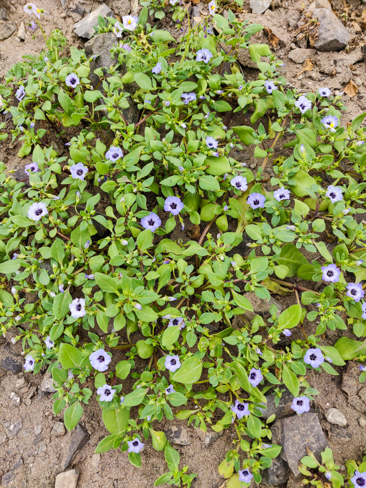 Little, purple flowers