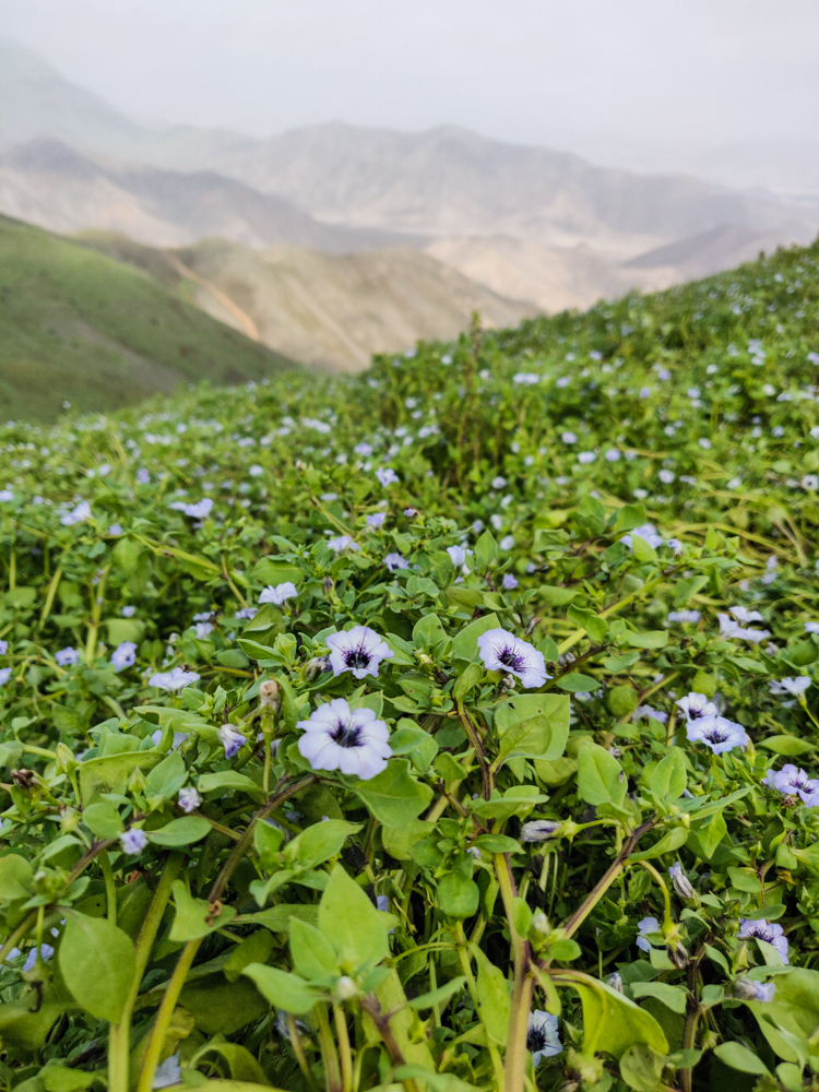 More purple flowers