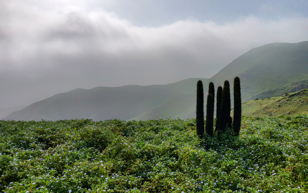 Cactus in a field of green